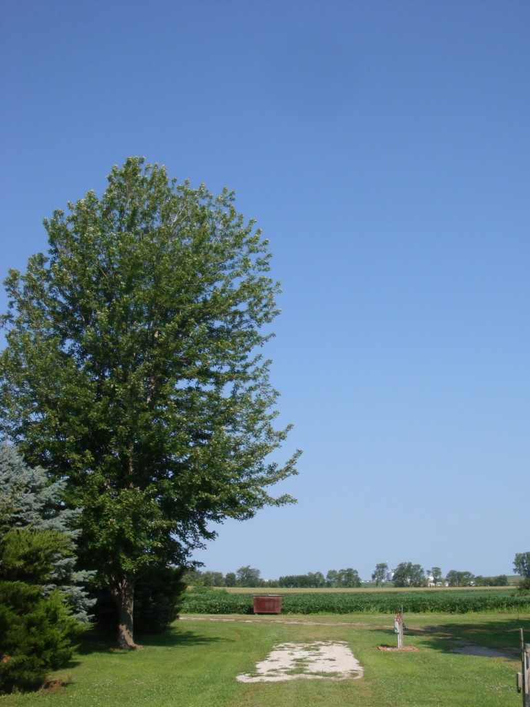 Site 7 looking West